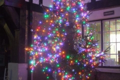 ... while in Corris, the village Christmas tree had been erected, decorated and illuminated.