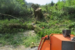 The tree stump immediately after felling ...