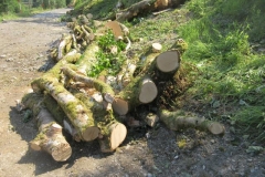 There is plenty of timber for disposal by the time they are finished!