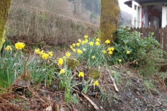 Despite the rain, there is a fine display of daffodils by the Signal Cabin.