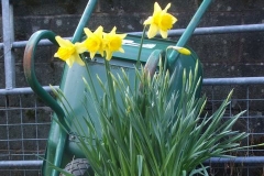 Maespoeth lives up to its name – daffs here are far advanced compared to others in Corris!