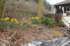 ... under the supervision of Bill, who is admiring the fine display of daffodils!