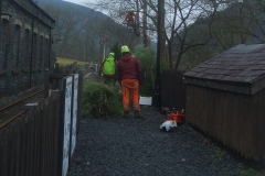 Tuesday, 24.1.2023. Contractors have come in to remove the trees alongside the Engine Shed at Maespoeth - which trees are now at least as half as high again as the Shed roof ...