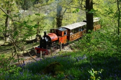 … before the next Up train makes its way past the bluebells.